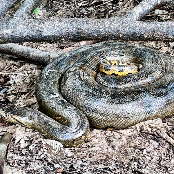 anaconda cuyabeno1