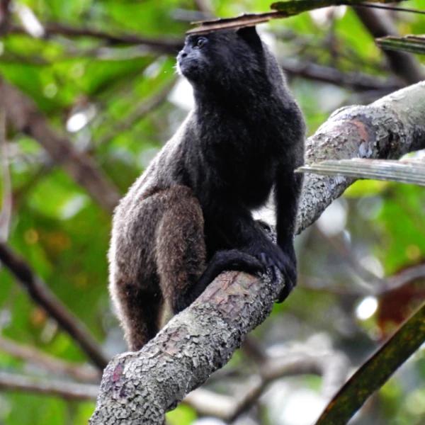 cuyabenomo monkey1